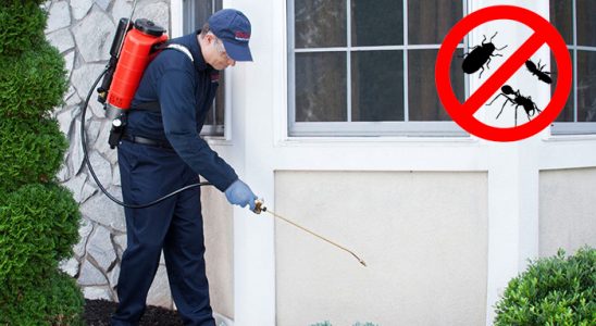 Kozaklı Pire İlaçlama böcek ilaçlama ve haşere kontrolü — ilaclama-tr.com